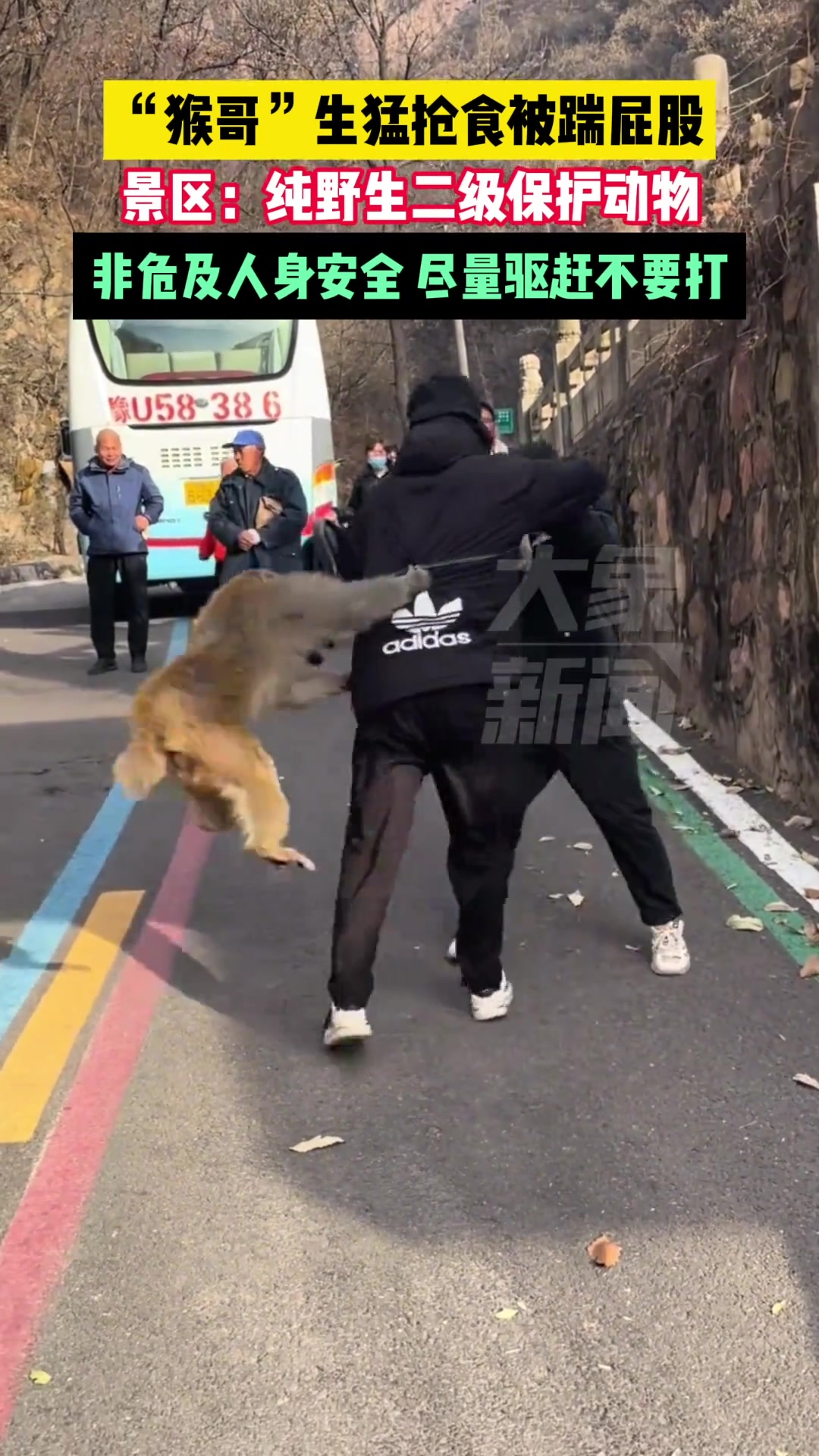 “猴哥“因争食被踢屁股！