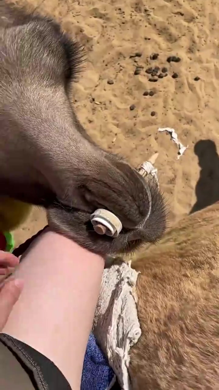 女子一觉醒来发现自己正在被狂舔！