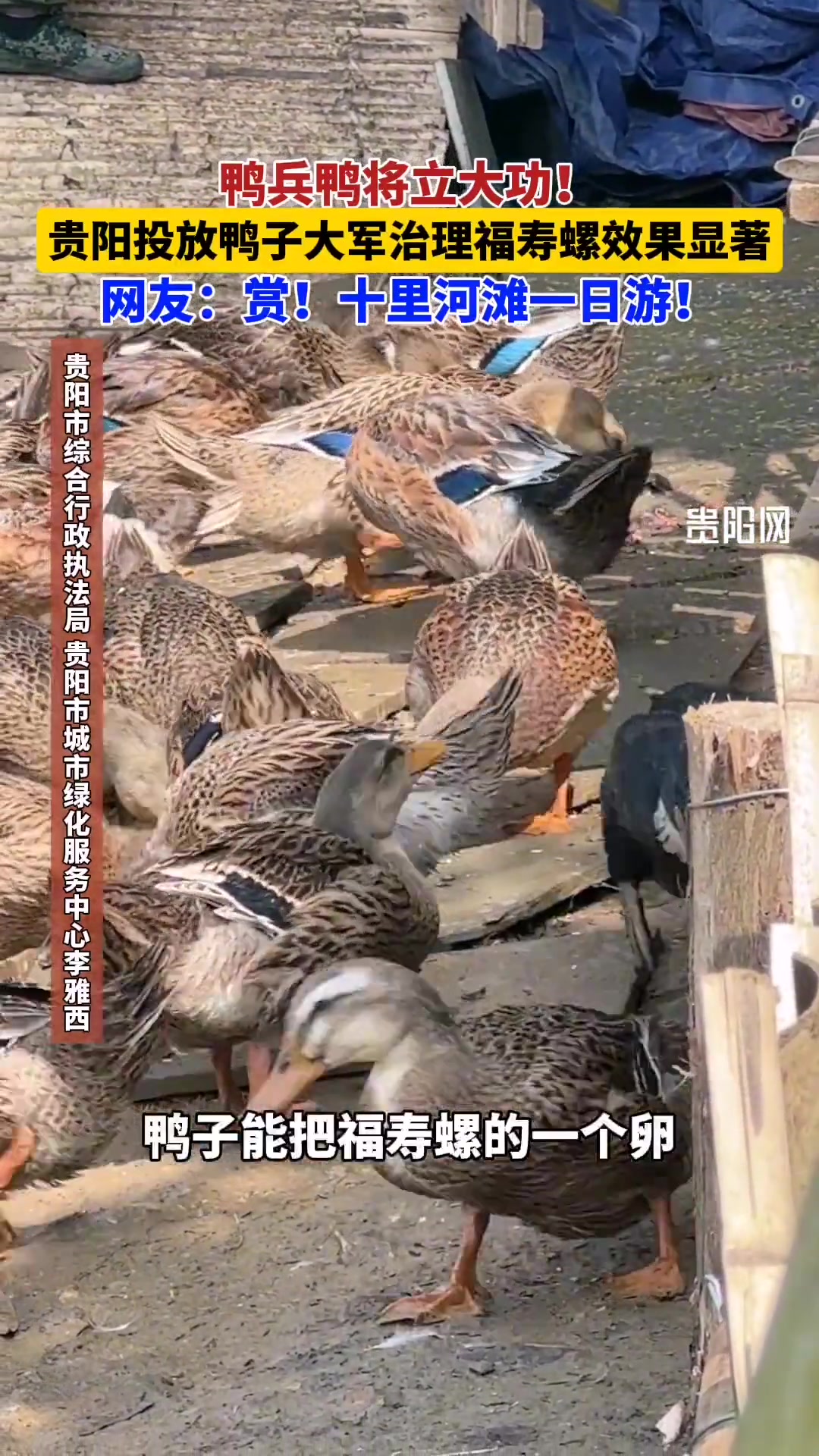 福寿螺杀手！这也算一举两得了！