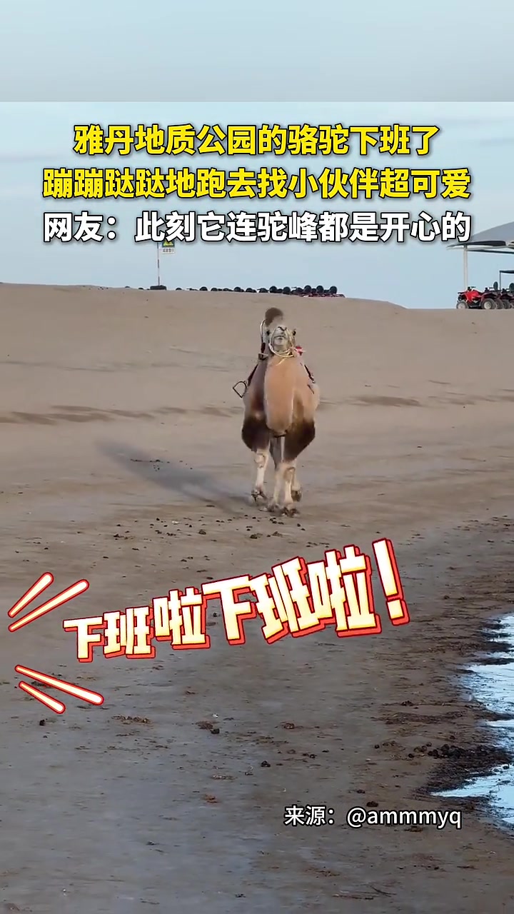 不管是什么物种，下班都会很开心！