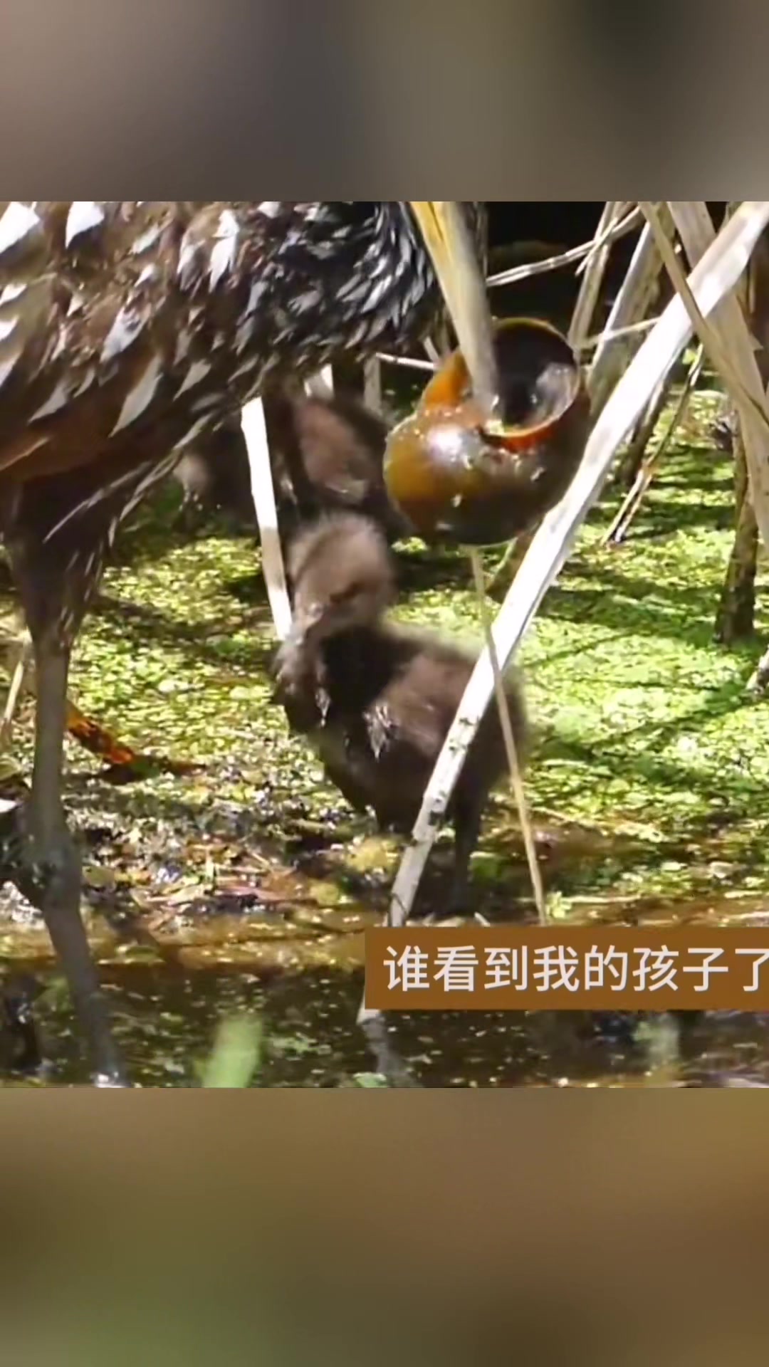 看见我的孩子了吗死哪去了！