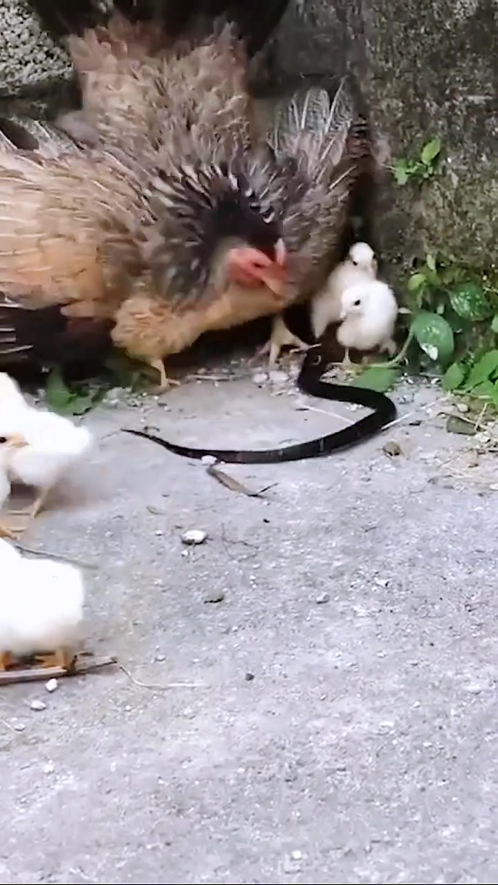 勇斗毒蛇！妈妈把自己的孩子保护的很好！