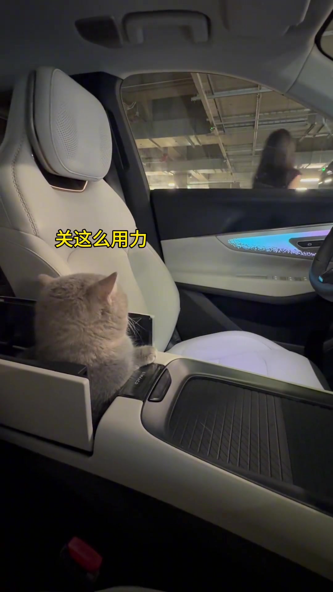 当我假装下车忘记带猫