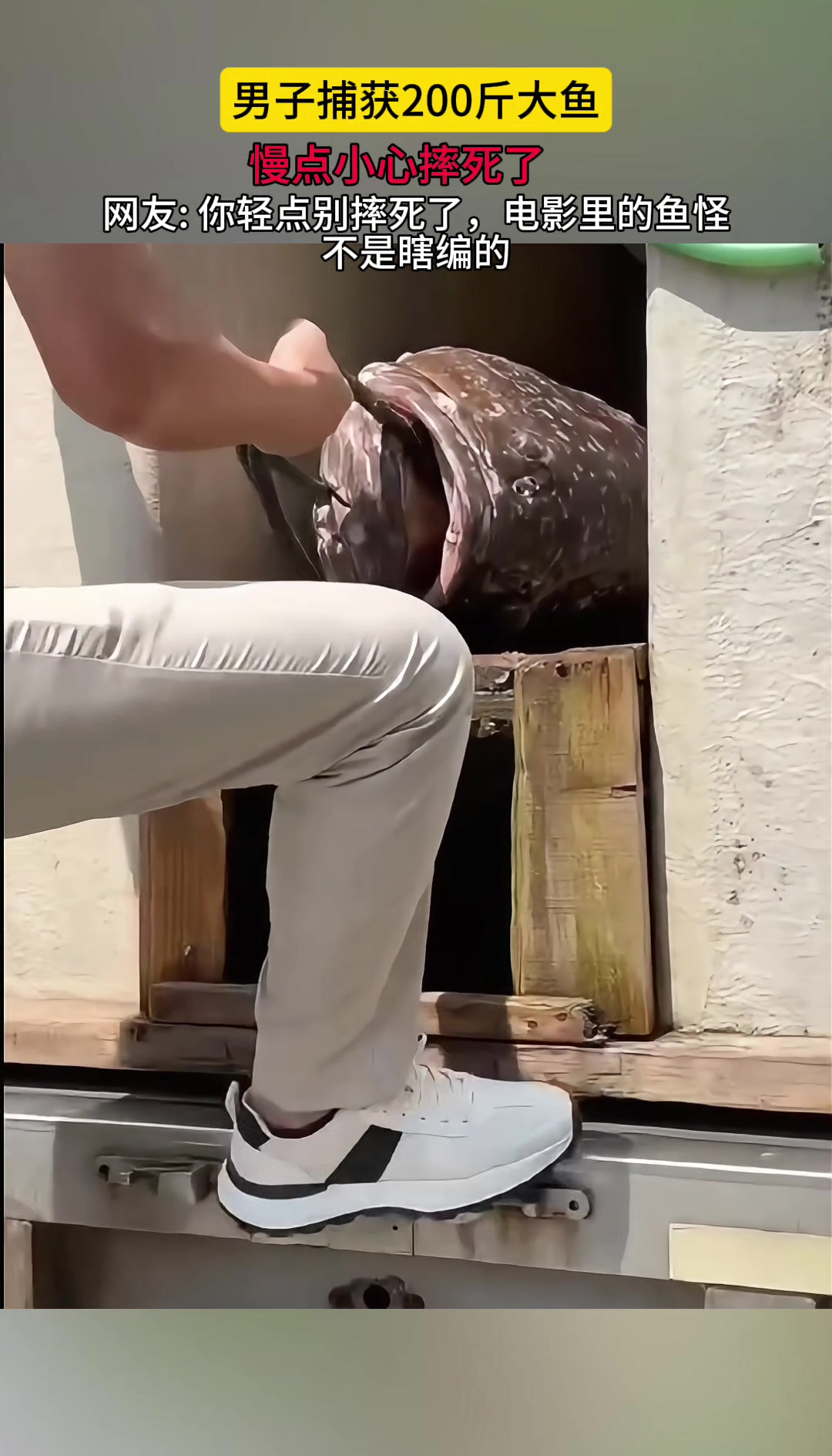 这鱼真有两百斤吗