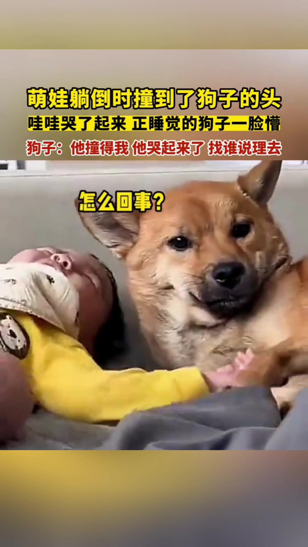 萌娃躺倒撞到狗头，自己还哇哇哭起来了