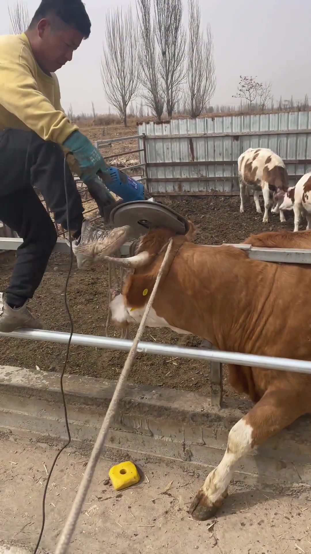 牛角被割，就没啥反应吗难道不疼