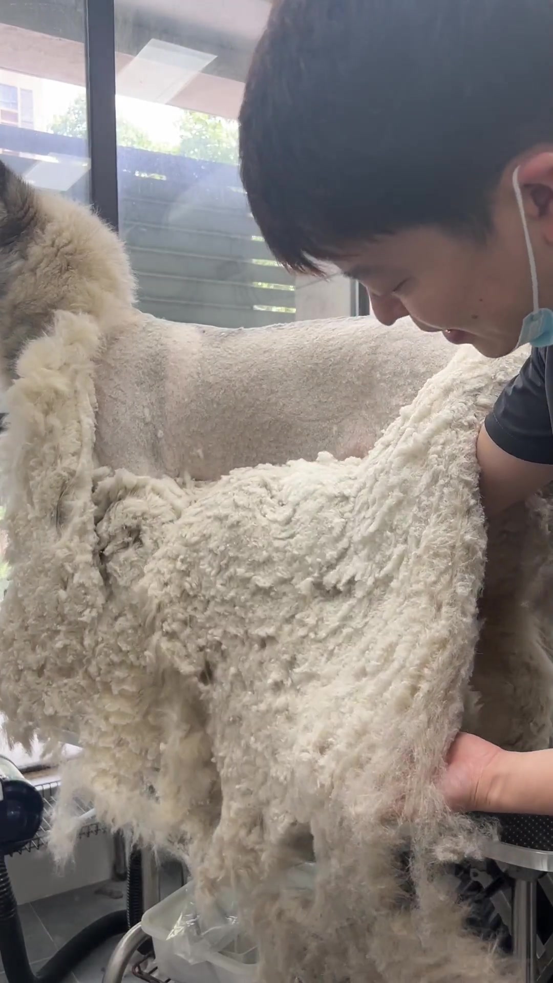 这么厚的毛，跳蚤进去都要迷路