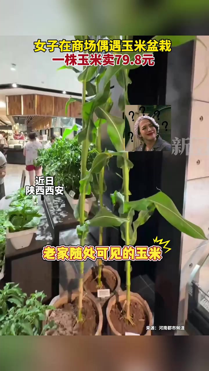 女子在商场偶遇玉米盆栽一株卖79.8