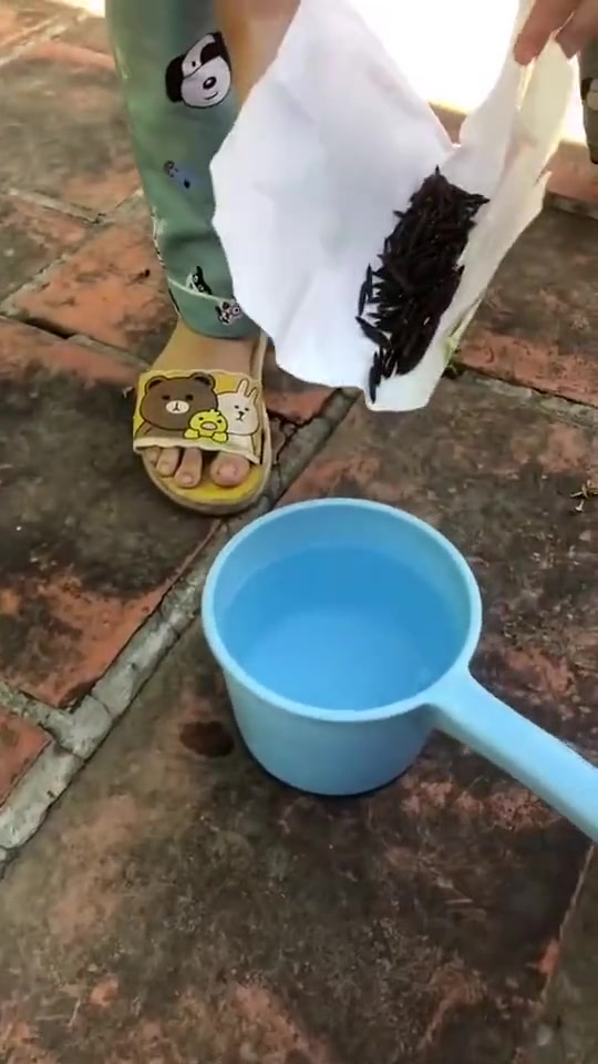 放到水里就会爆炸这又是啥植物呢