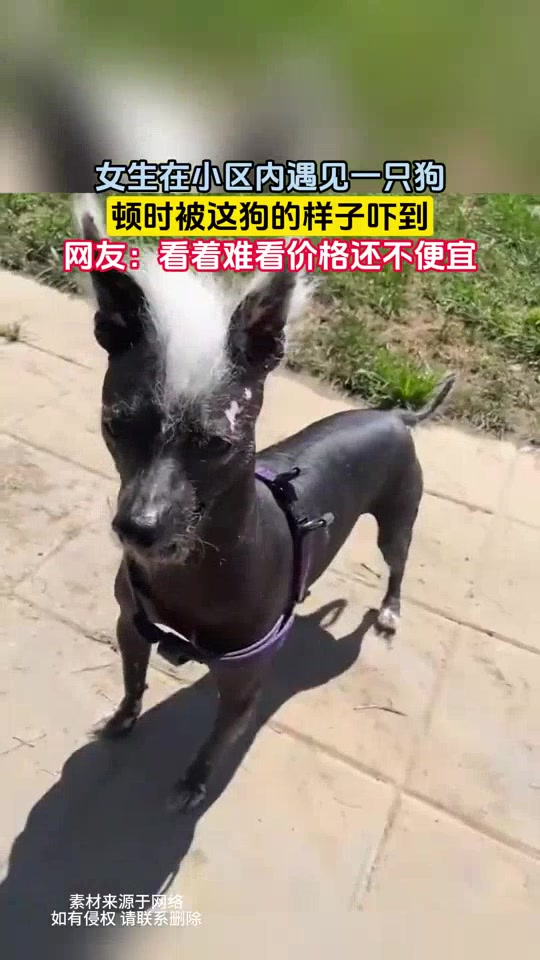 女子在小区内遇到一只狗，没想到被这只狗丑到了