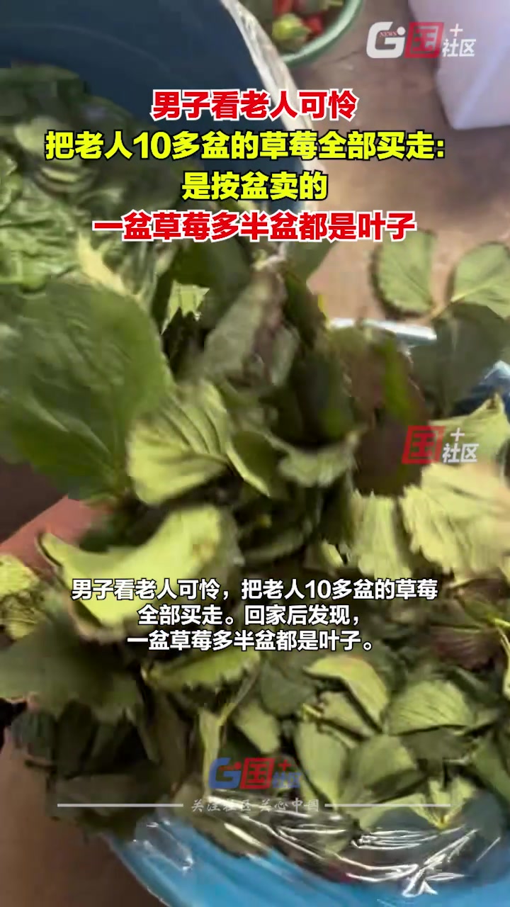 男子看老人可怜把老人10多盆的草莓全部买走结果大多都是叶子！