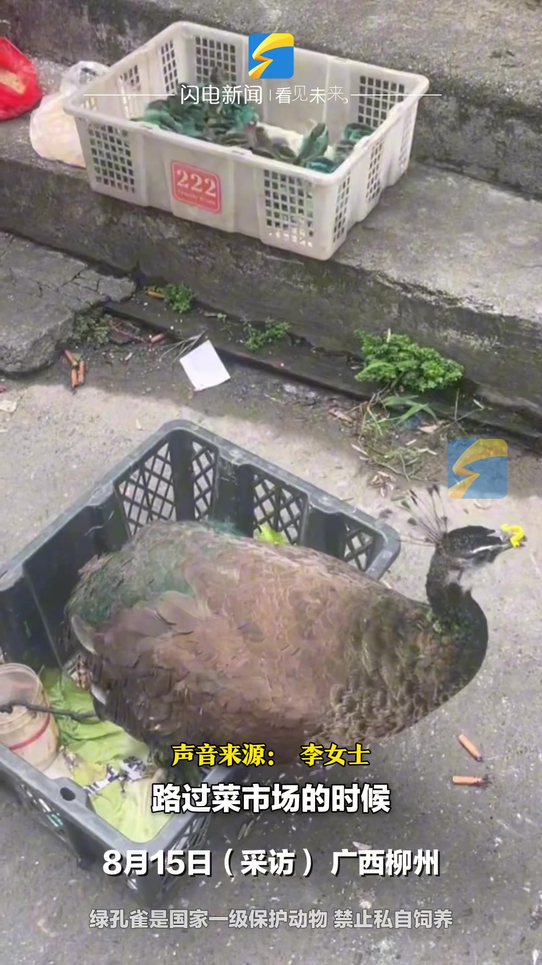 这不纯纯的染色小鸡吗