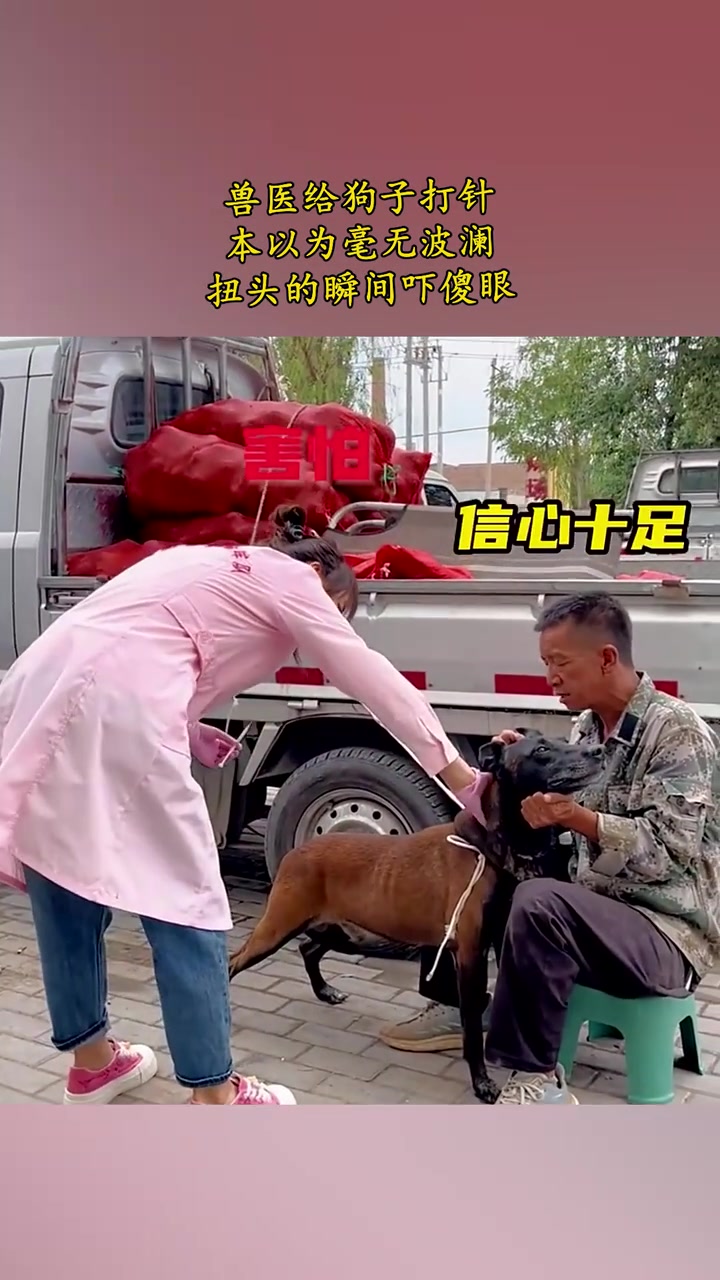 就你小子是吧兽医给狗子打针，本以为毫无波澜，扭头瞬间吓傻眼