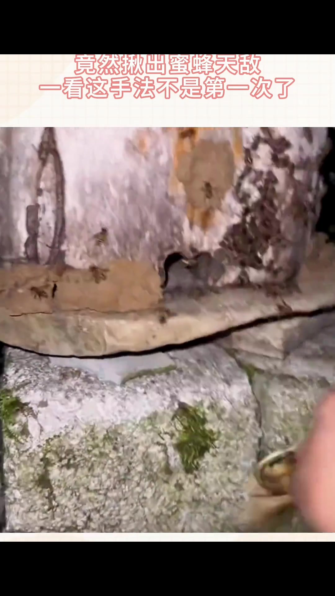 大哥为了保护家里的蜜蜂，竟然揪出蜜蜂天敌，一看手法不是第一次