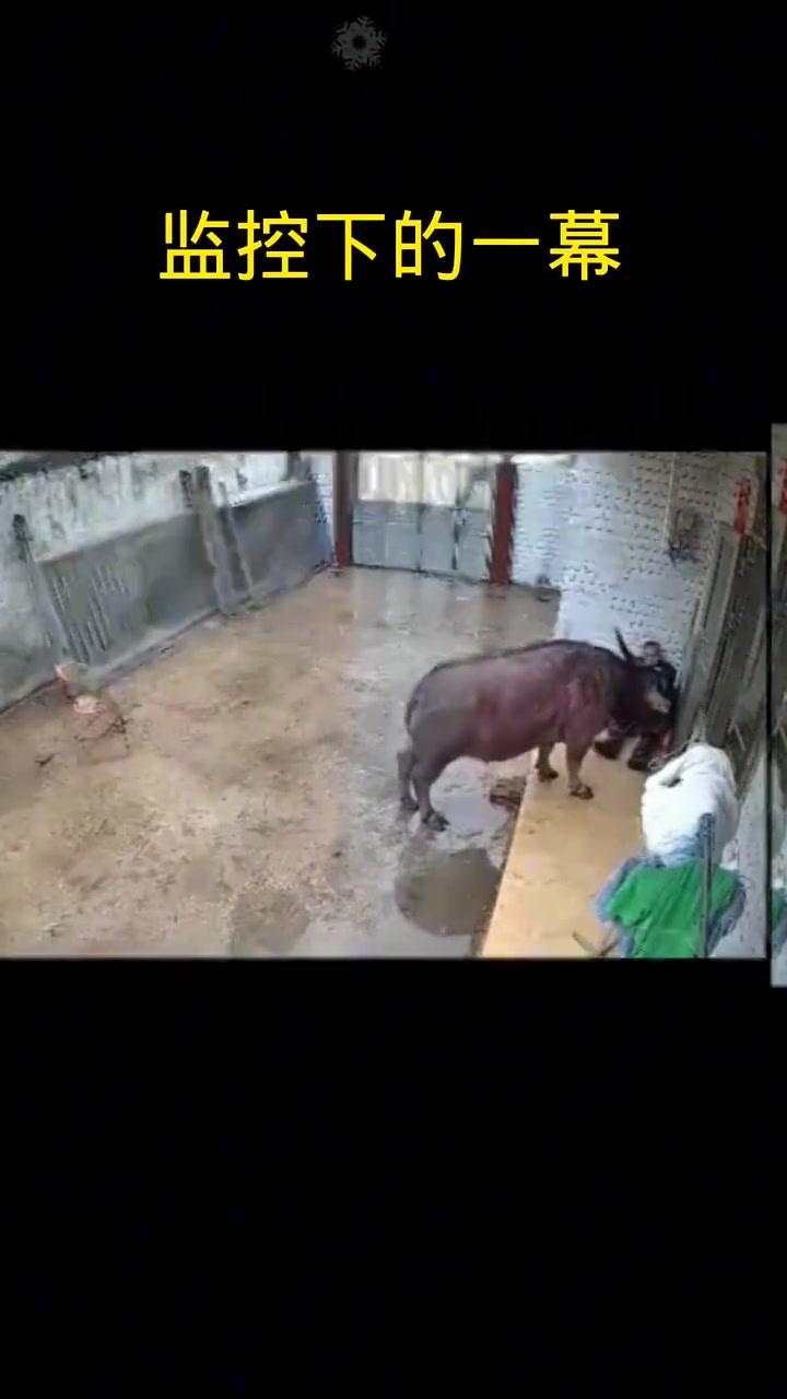 直接撞人！养牛有风险啊！老人太可怜了，家里就再没有人吗