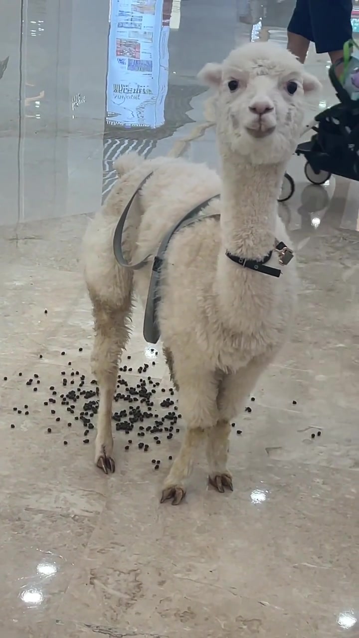 飞流直下三千尺！随机抽一位路人加进他的奶茶里！