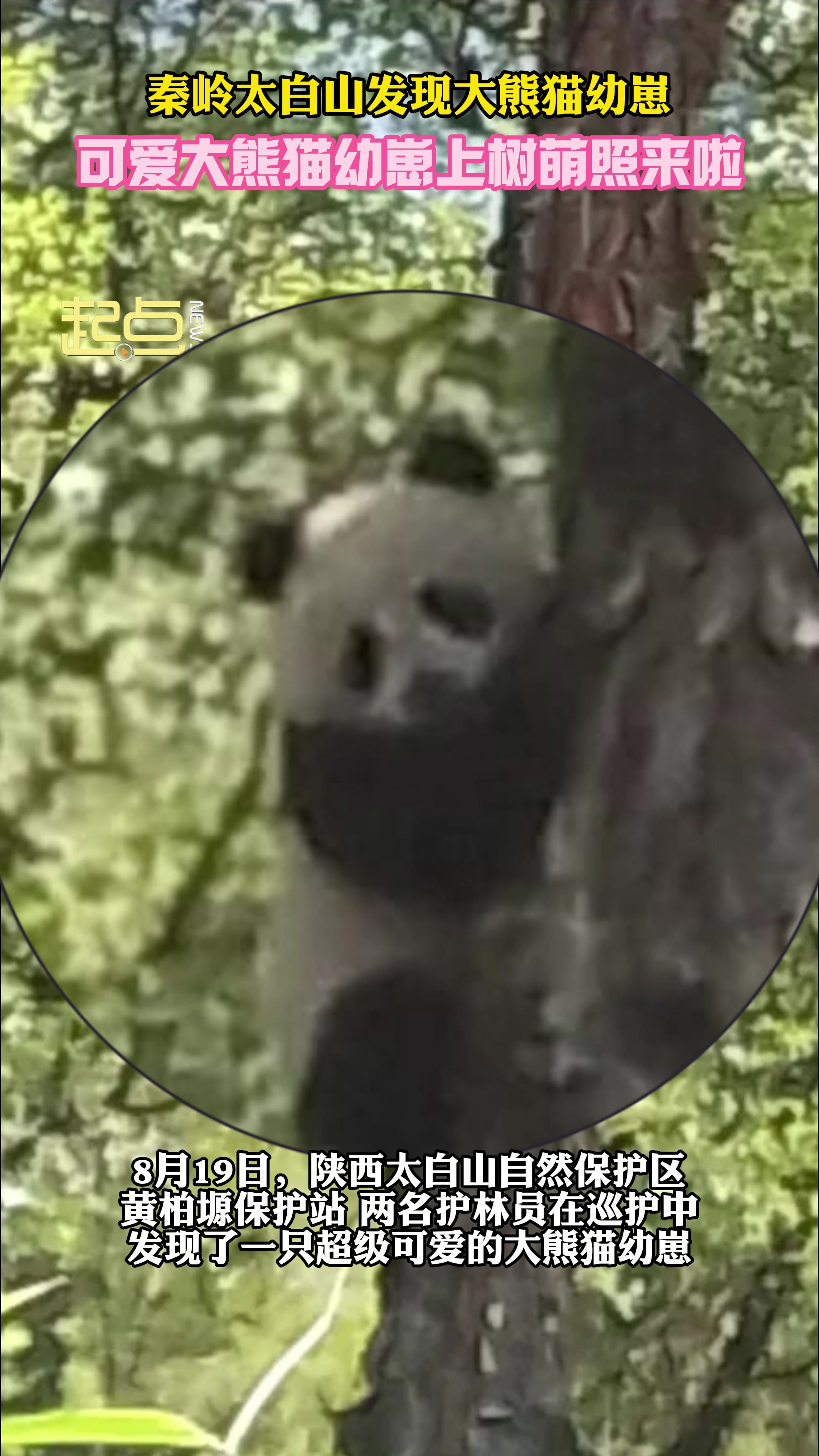 快来看呐！秦岭大树上长出大熊猫宝宝