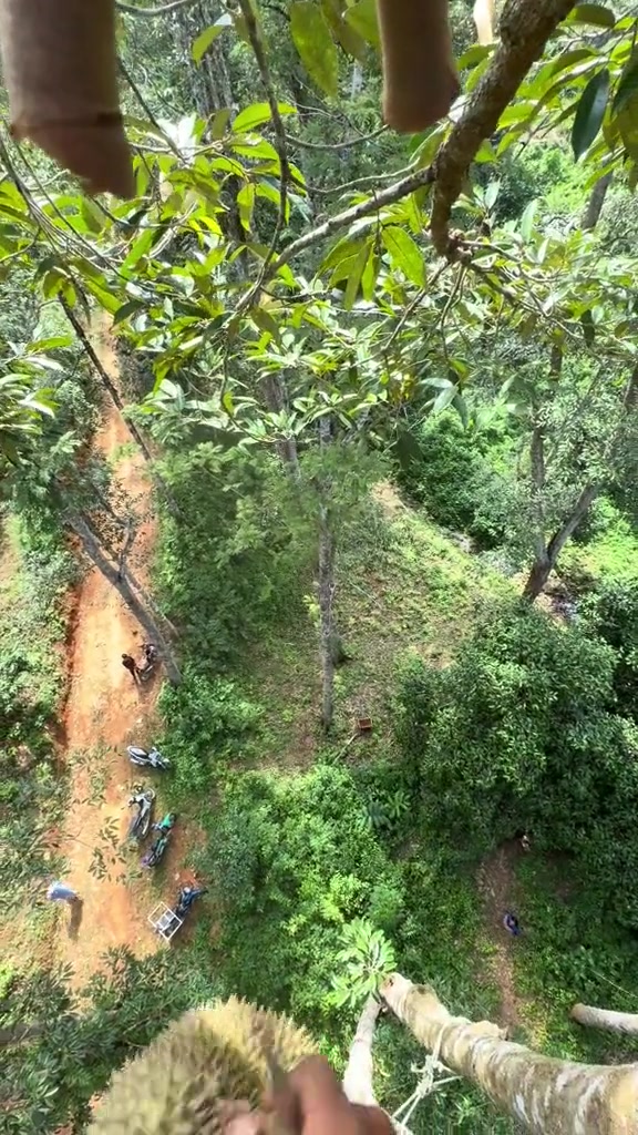 榴莲的价格贵是真的有道理的