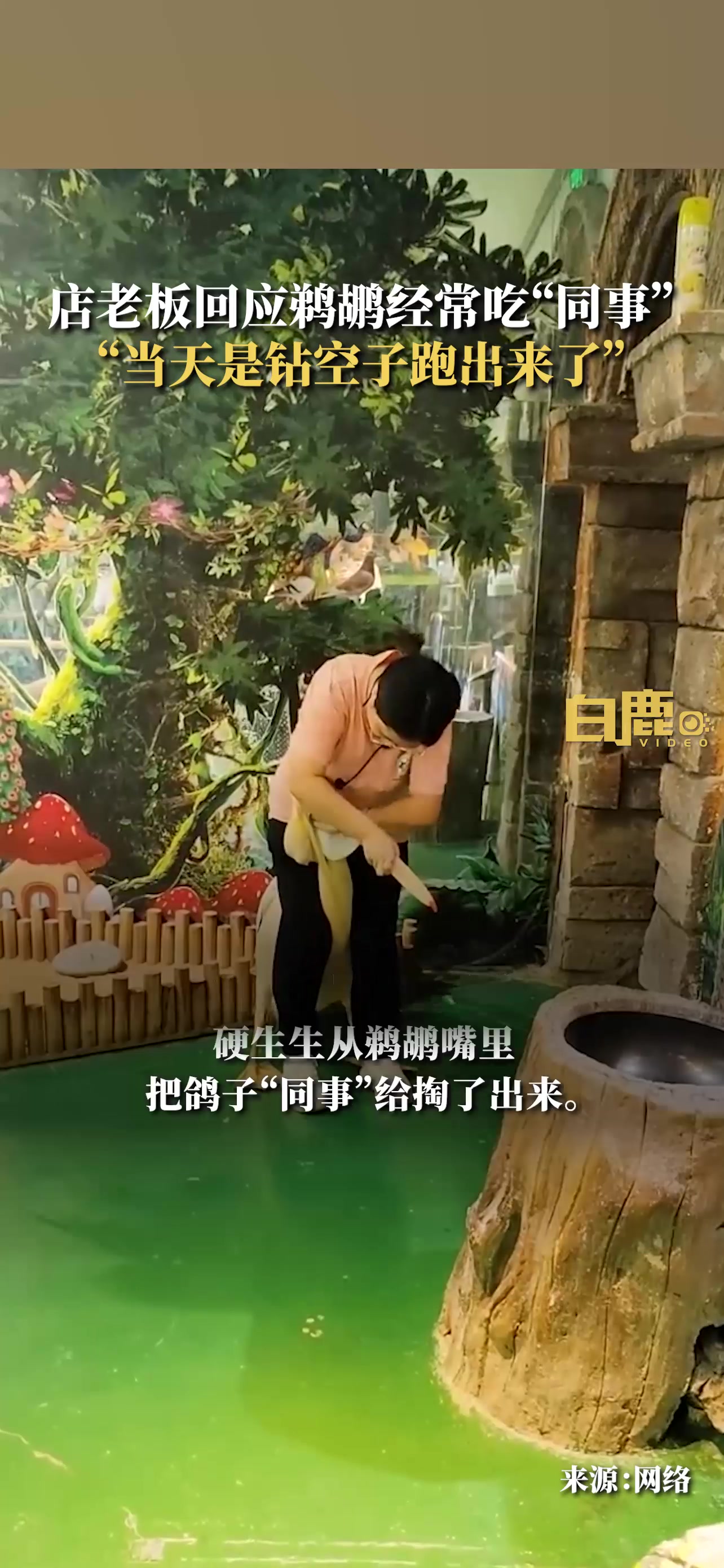 吃同事的鹈鹕已被关起来了店老板：没人了才会放出来溜达