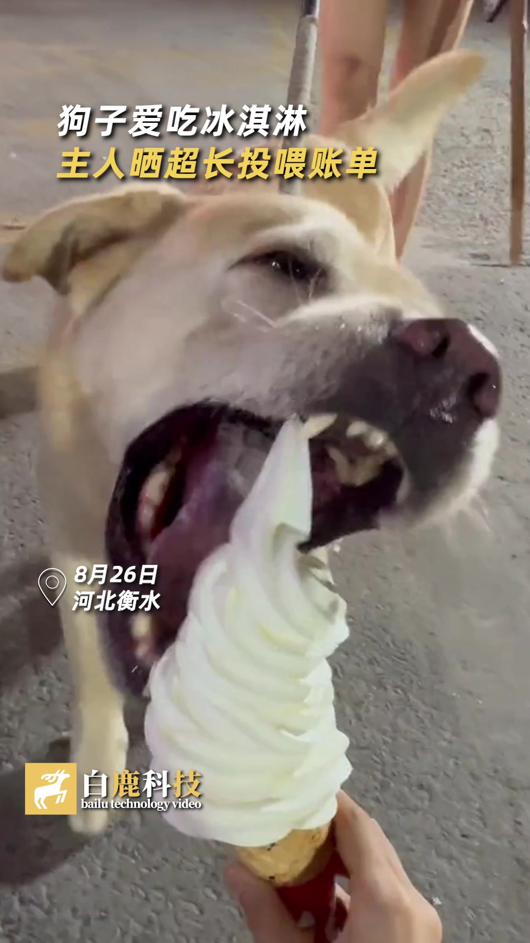 狗子爱吃冰淇淋主人晒超长投喂账单