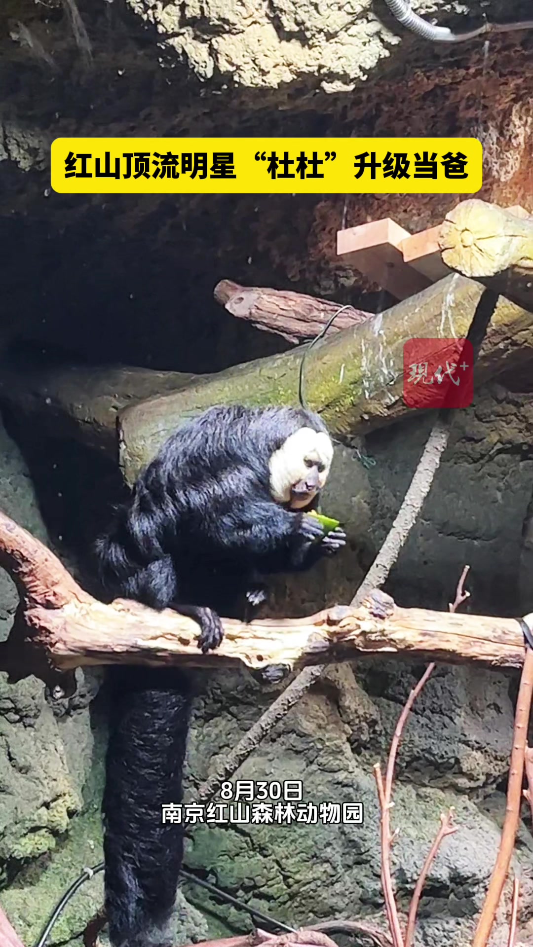 红山顶流明星杜杜升级当爸，“宠妻狂魔”也是“女儿奴”