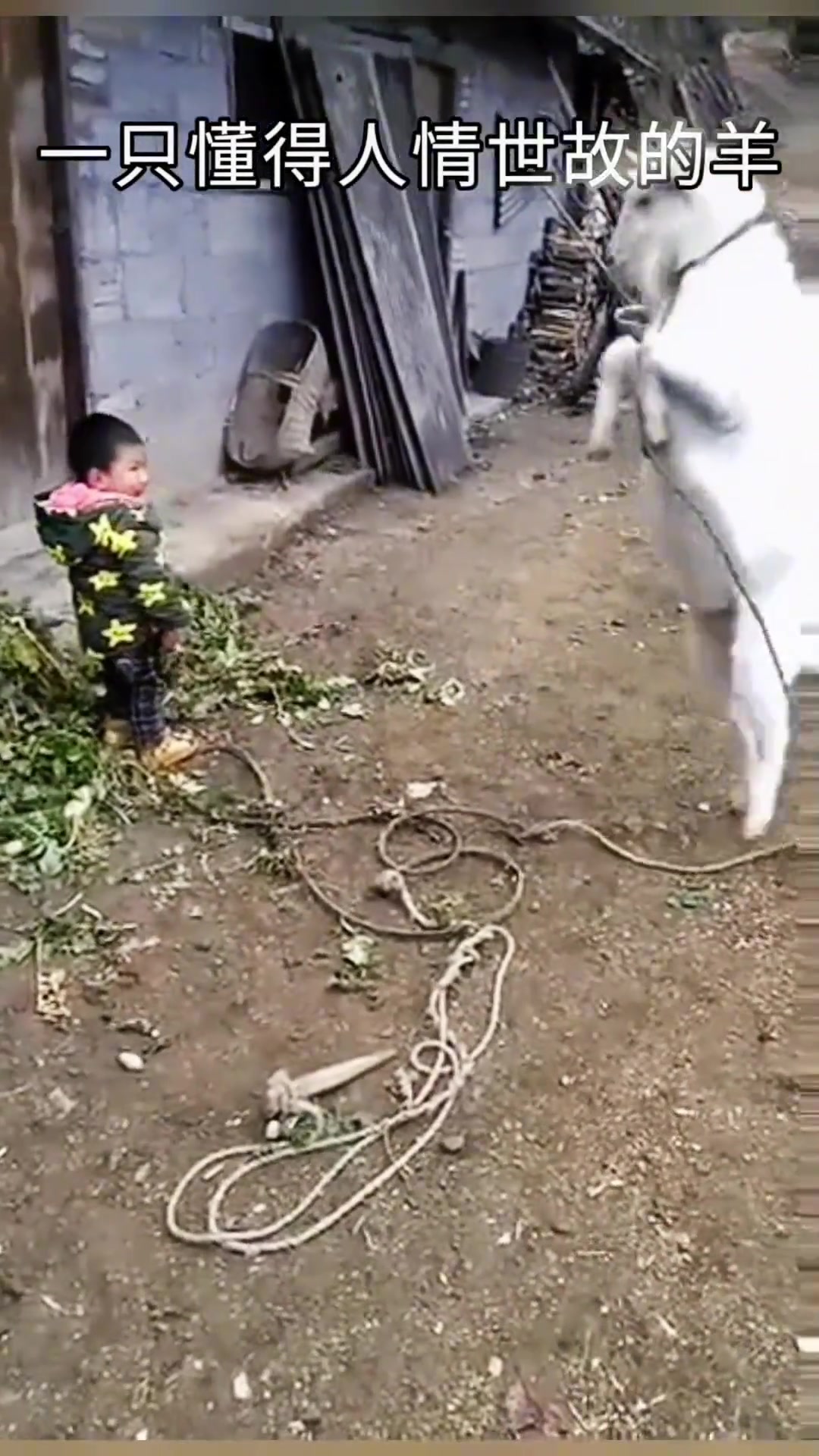 一只很懂人情世故的羊