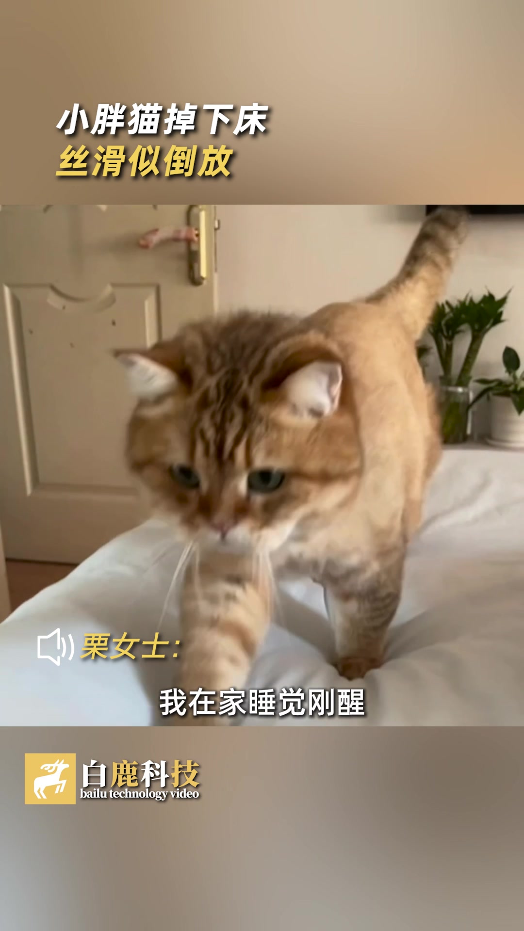 小胖猫嫌弃主人猛退几步丝滑下床