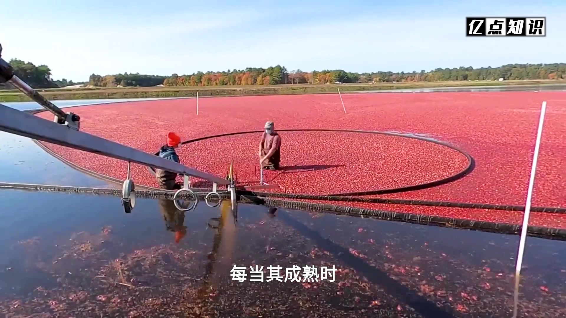 世界上采摘方式最奇特的水果蔓越莓