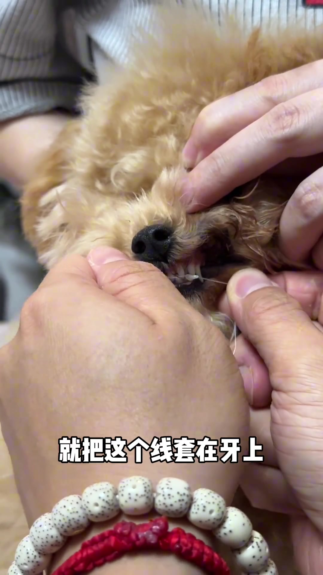 狗子：力度刚刚好，懵逼不伤脑