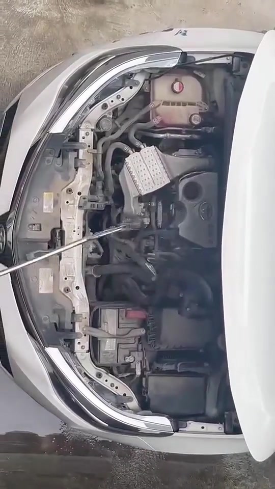 你这汽车多久没开了，蛇蛇都住进去了