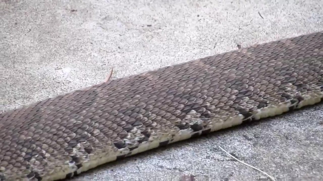 难得一见的，蛇蛇走路还会直走啊！！