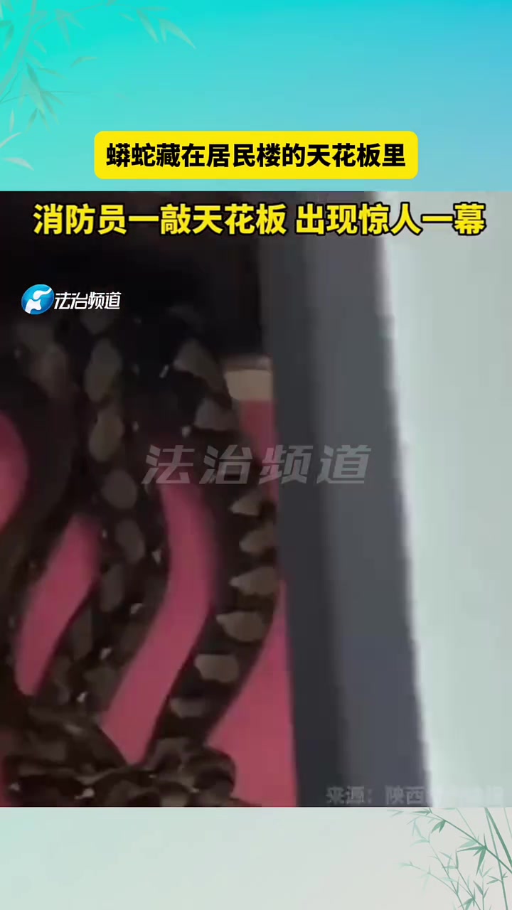 蟒蛇藏在居民楼的天花板里！一敲天花板出现惊人一幕！