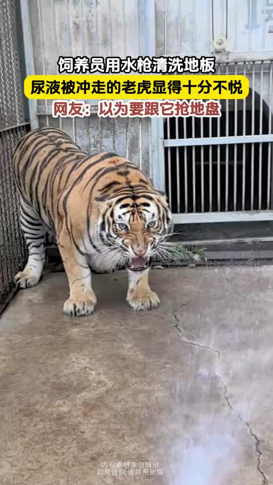 谁敢惹老虎啊！饲养员用水枪清洗地板，老虎显得十分不悦！