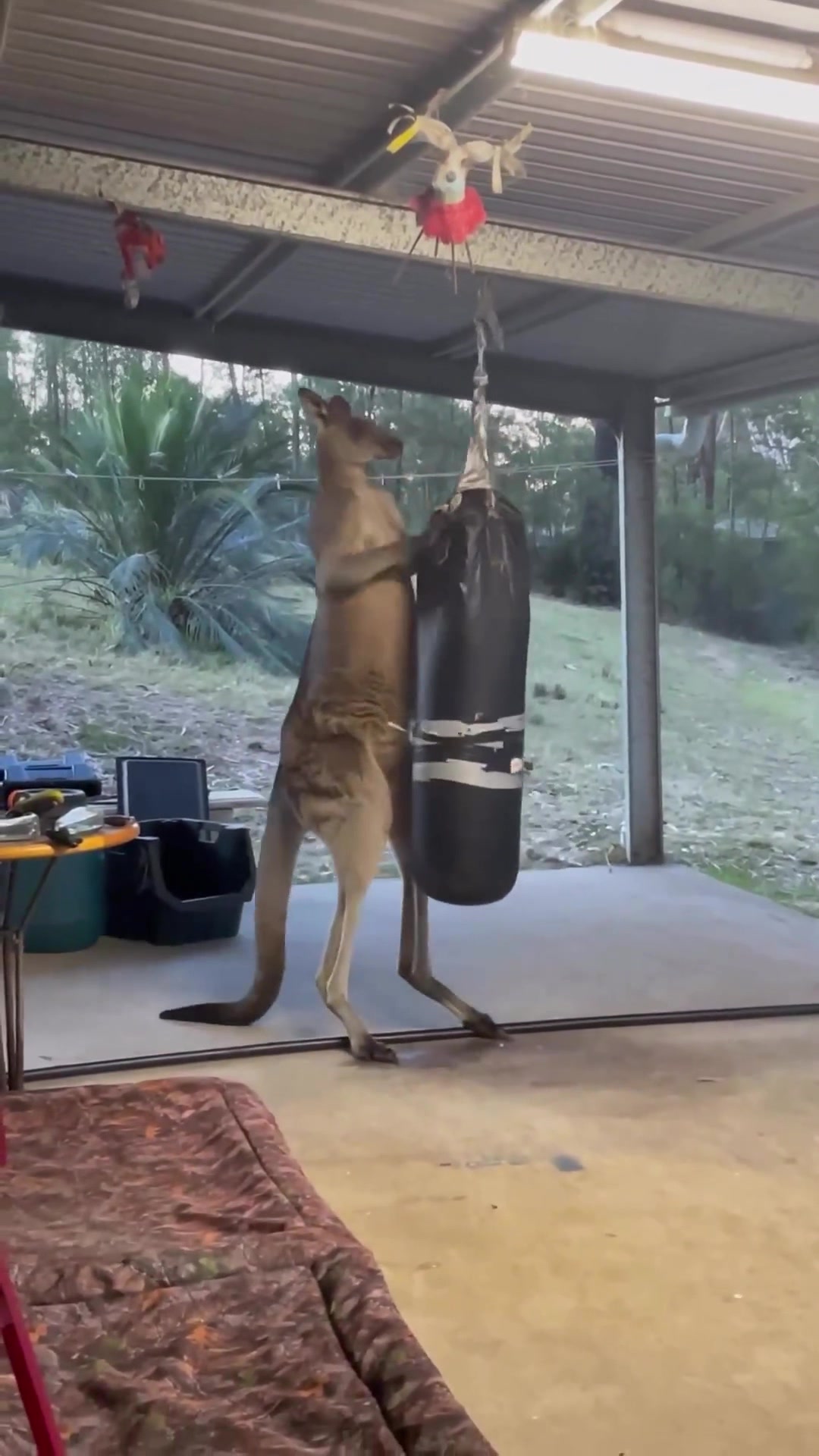 这谁打得过啊！练“拳击”的袋鼠！不是无敌了吗！