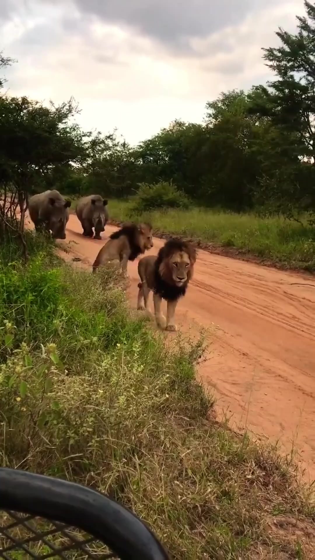 当“草原之王”狮子遇到犀牛，也得乖乖让路