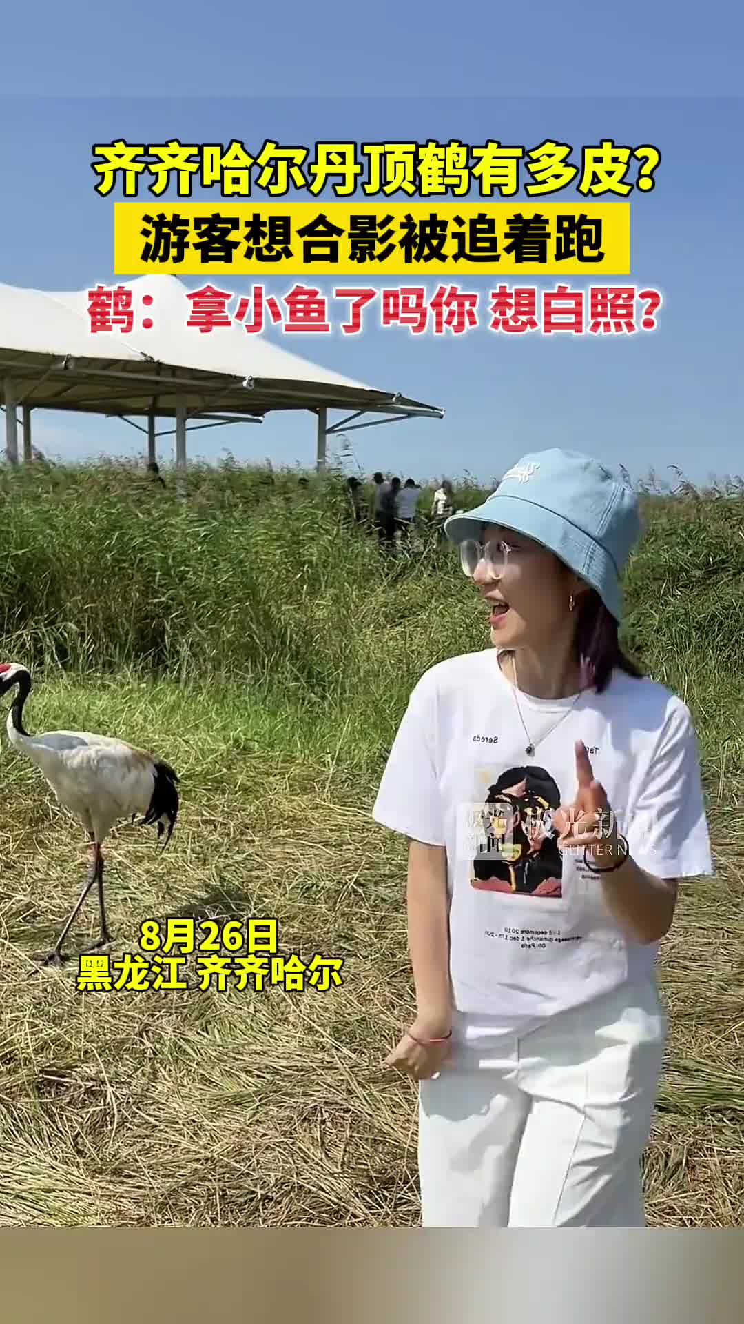 丹顶鹤有多皮游客想合照被追着跑