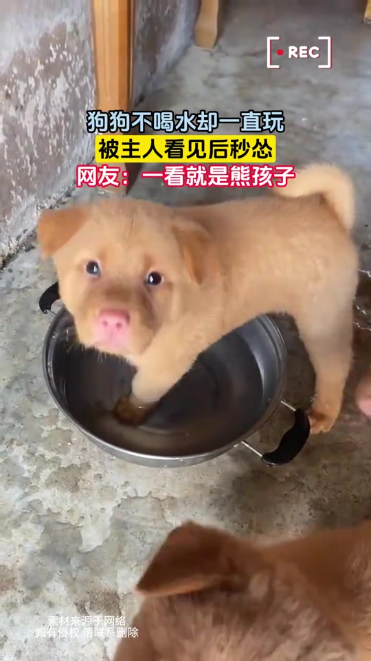 狗子一直玩水却不喝，被主人发现后秒怂
