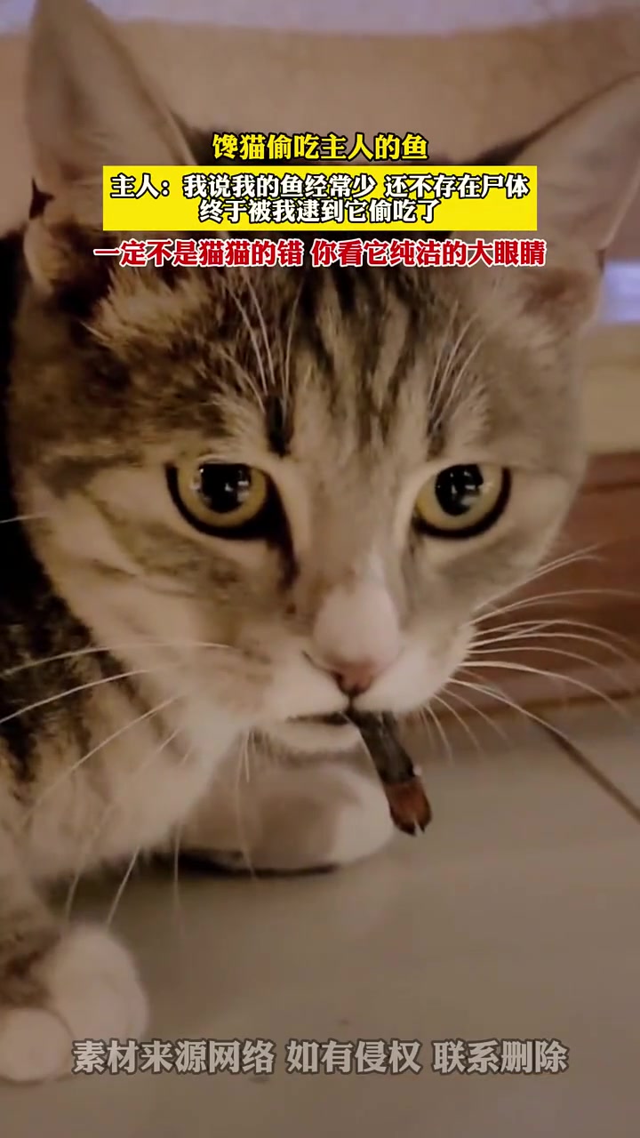 猫吃鱼不是很正常的吗这铲屎的为啥这样看着我