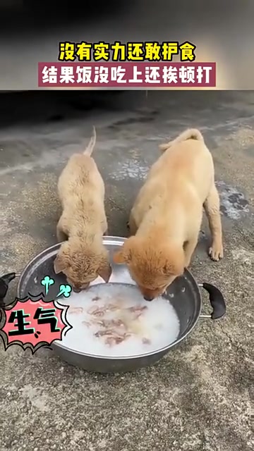 这下好了，桌子都上不了了