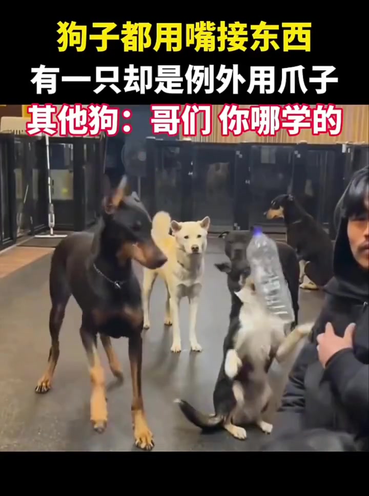 我估摸着八成是进化了