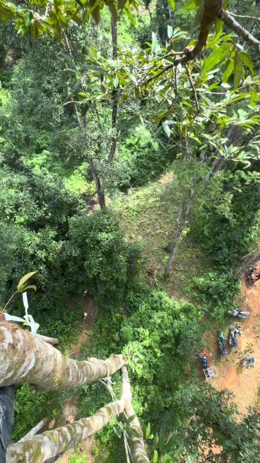 带你看一下采摘榴莲的过程，你就知道它贵的原因了