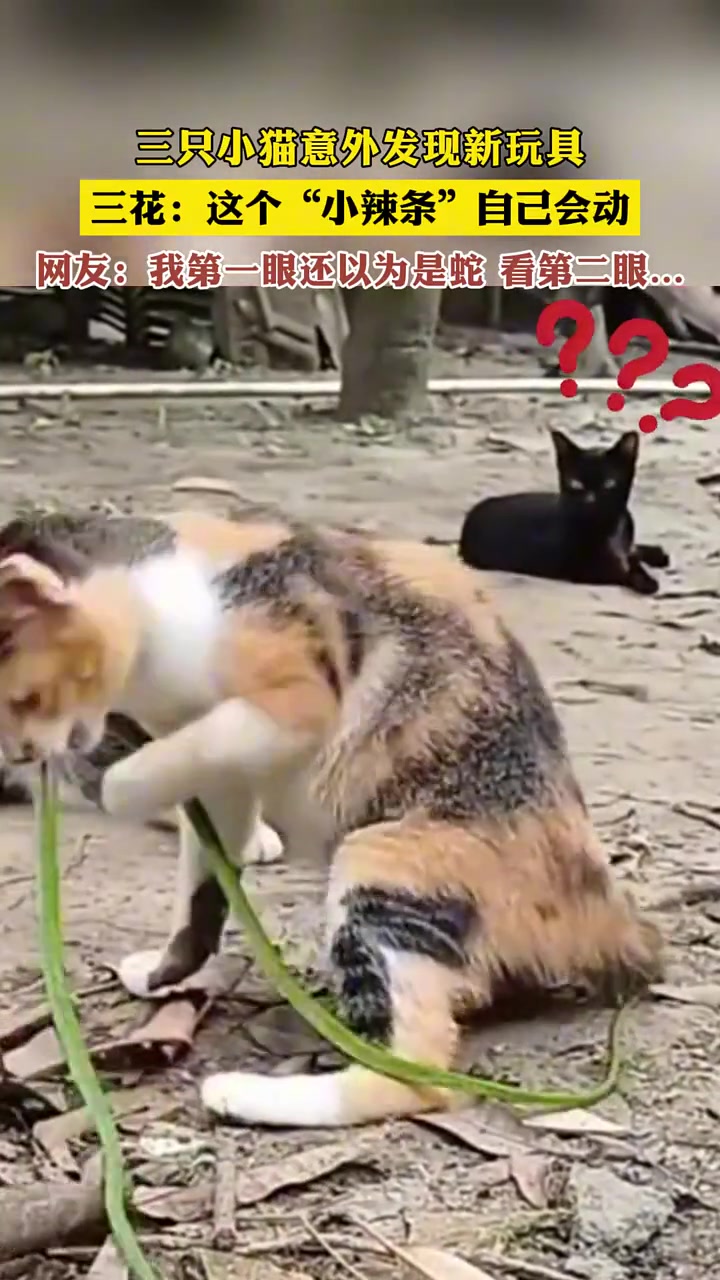 村里战力排名前三的都来了