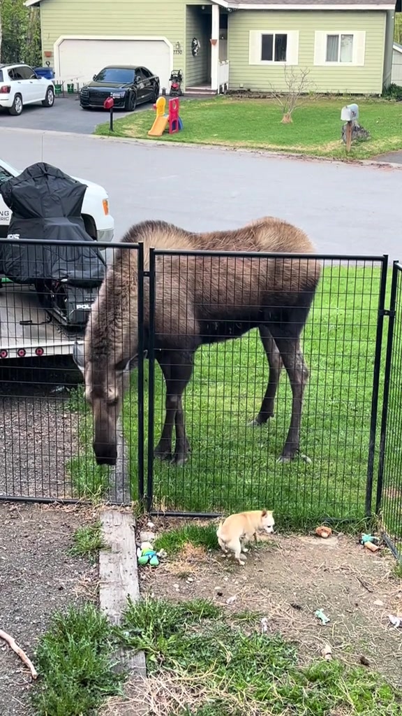 你这吉娃娃是猛啊，整个都没对面脸大呢叫那么凶