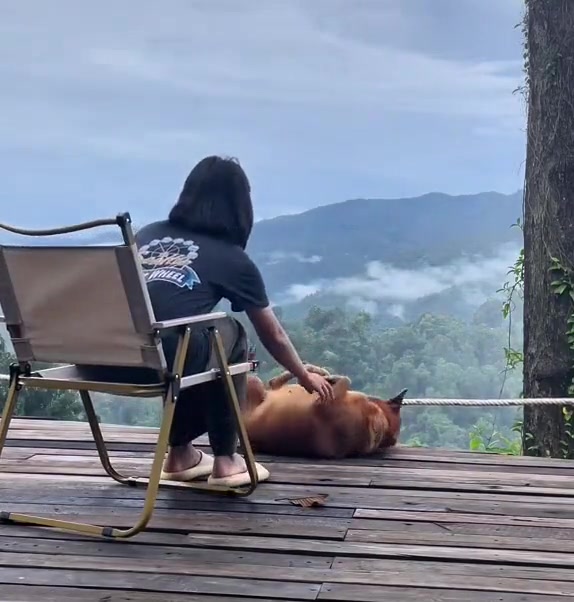 狗子不立危墙之下