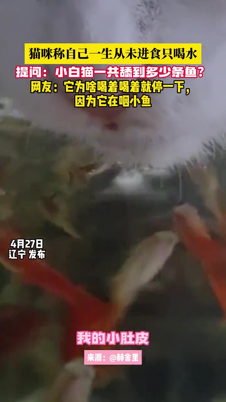 这鱼汤什么时候才吃到肉