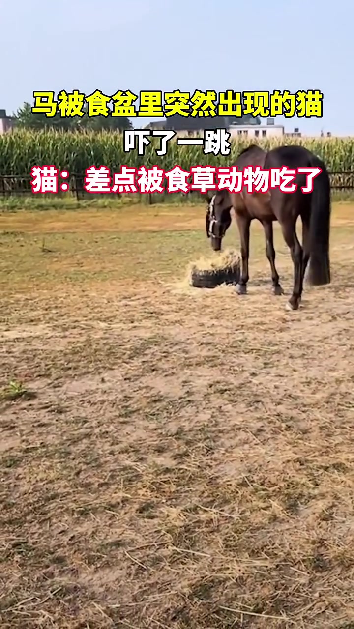 马：吓老子一跳