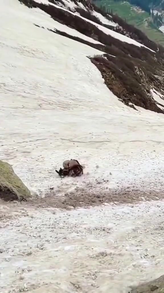 驴：杀死我的那座山帮我摘掉了载了一辈子的包袱