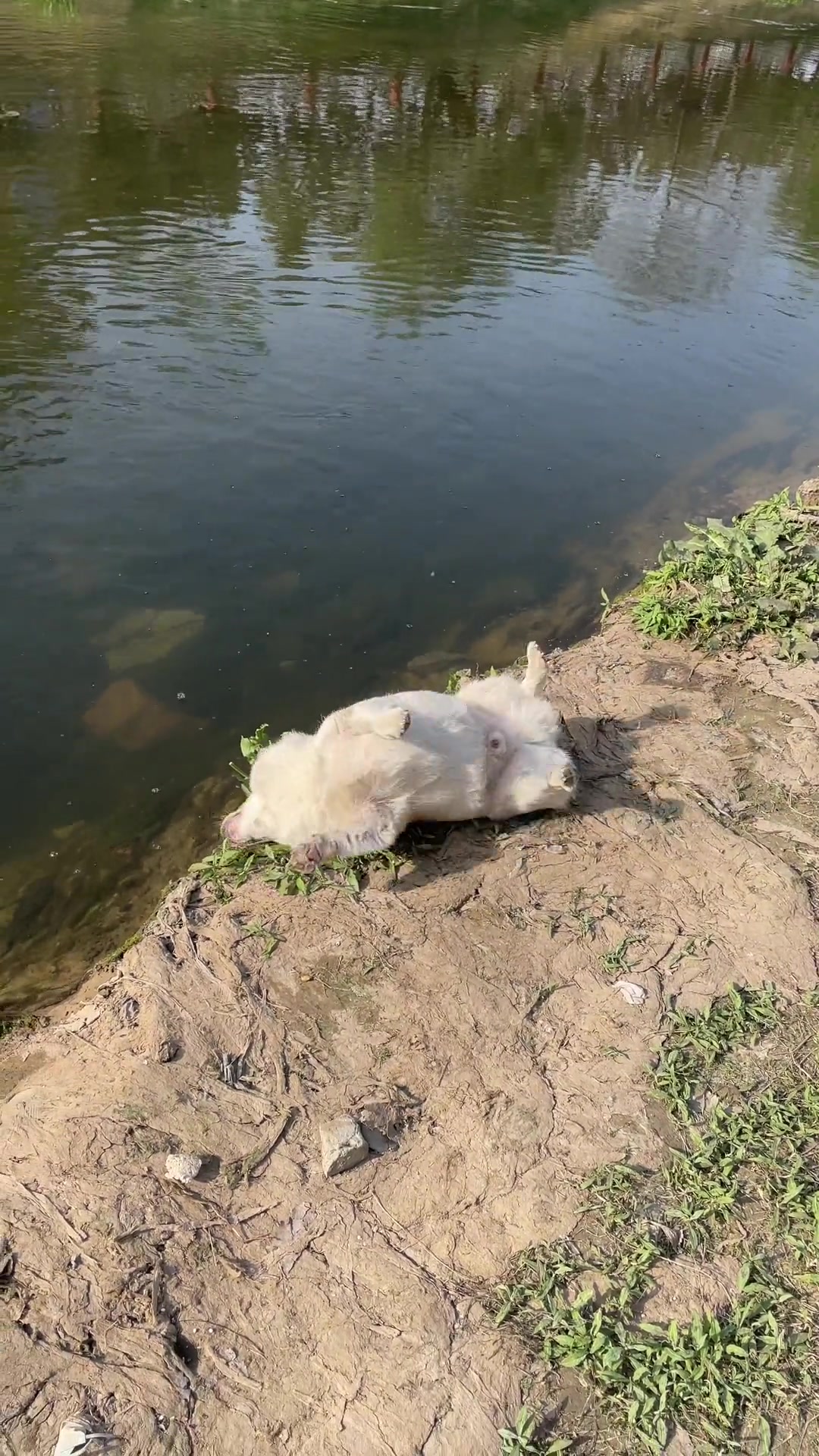 每一个动作都是精心设计的，落水早有预谋吧