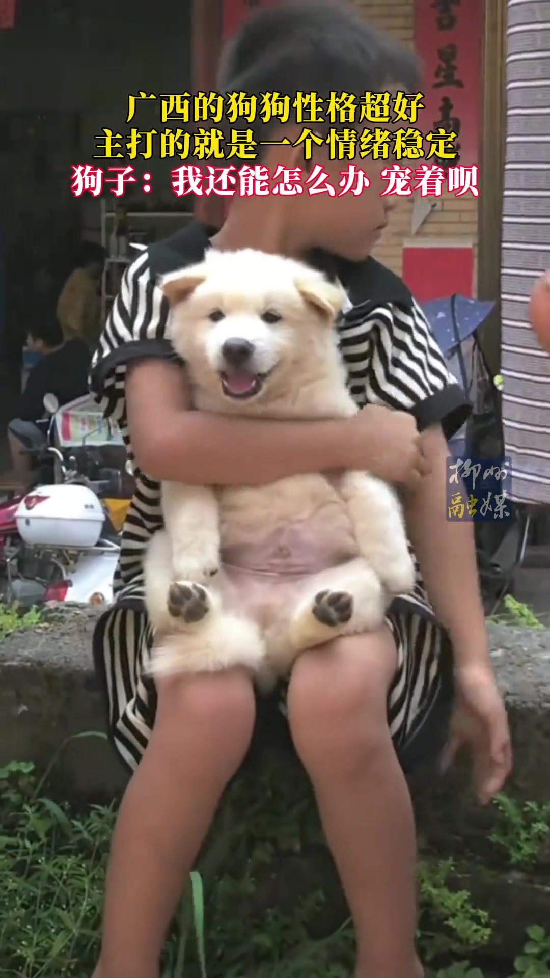 广西的农村土狗主打就是个懂事