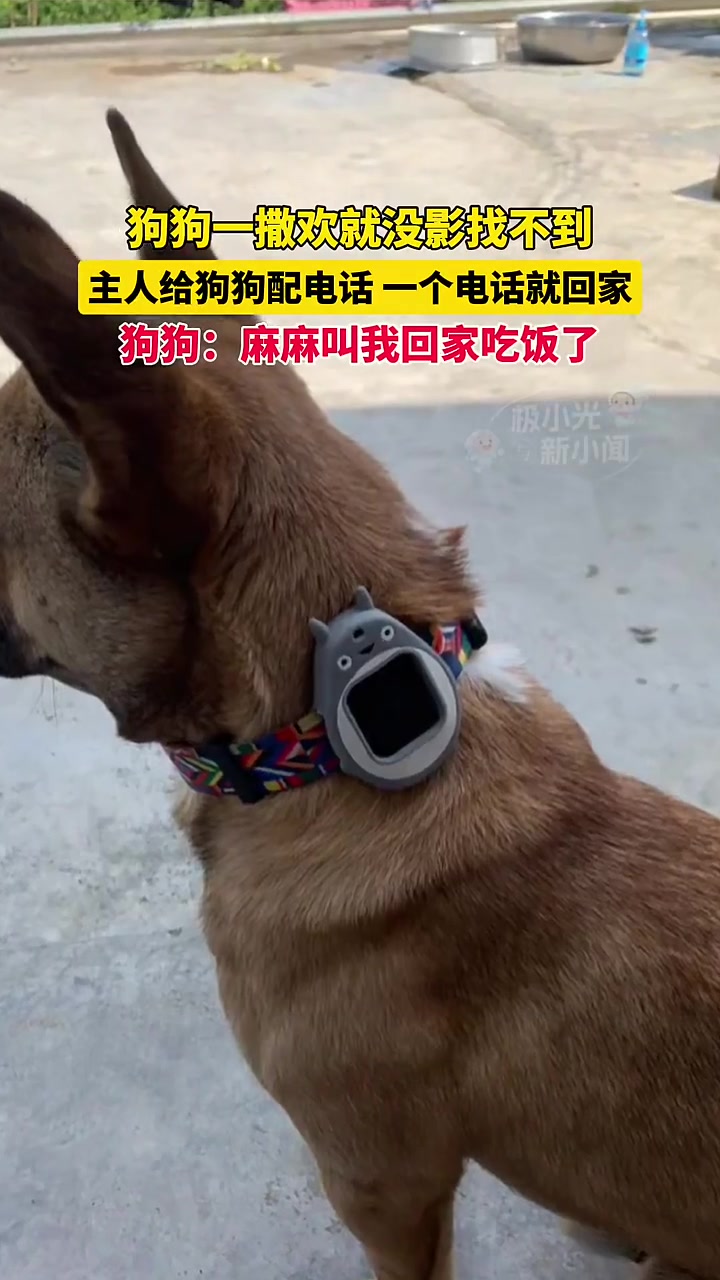 狗狗爱出去玩，家里人给它配了个电话手表，一叫就回家